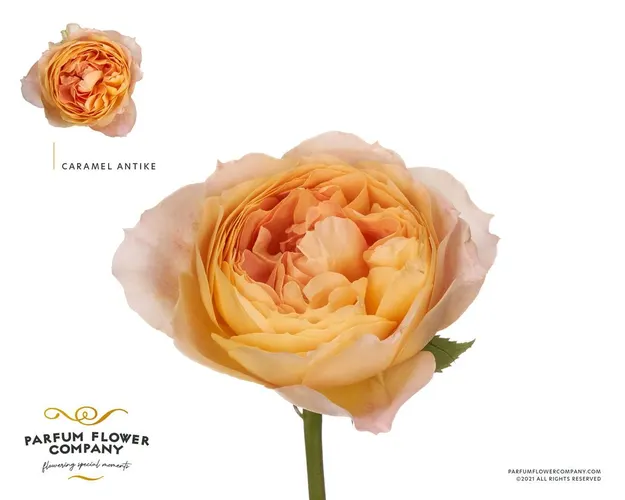 Rosa Gar Caramel Antique 50 cm