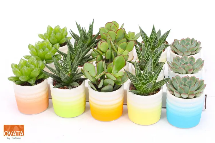 Succulenten Gemengd In Curaçao črepník 7 cm
