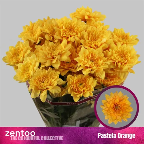Chr T Pastela Orange 70 cm