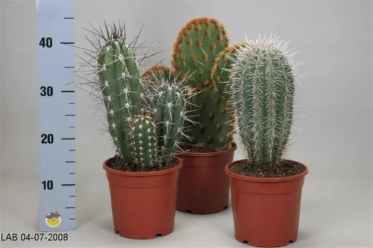 Kaktus mix črepník 17 cm