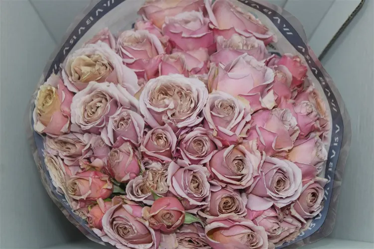 Rosa Gar Spr Wabara Loli 50 cm