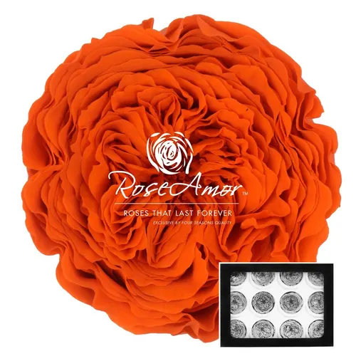 Stabilizovaná ruža Amelia ⌀ 4 cm, oranžová ORA02