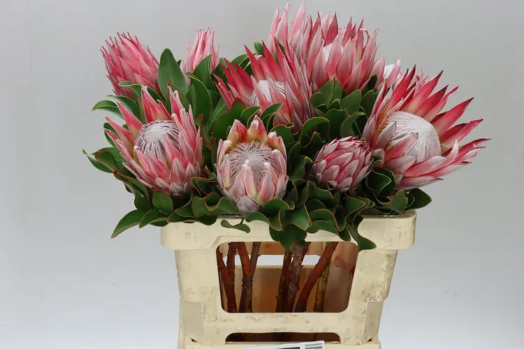 Protea Cynaroides 60 cm