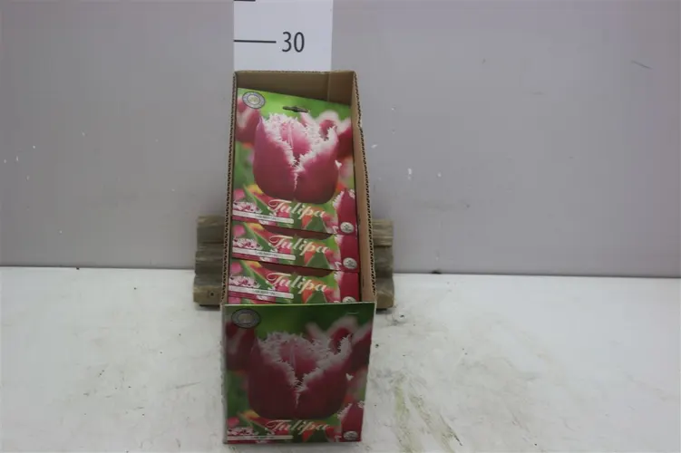 Bol Tulp Fringed San Martin X7