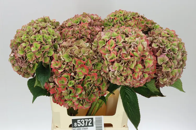 Hortenzia Rodeo Classic 60 cm