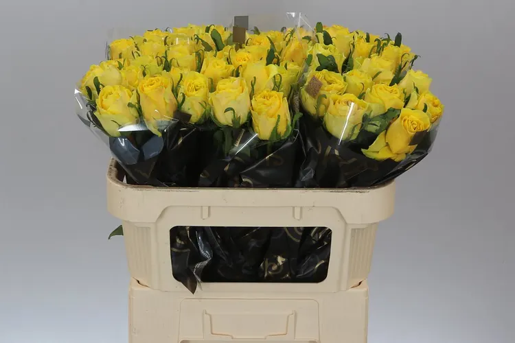 Ruža Golden Smile 70 cm