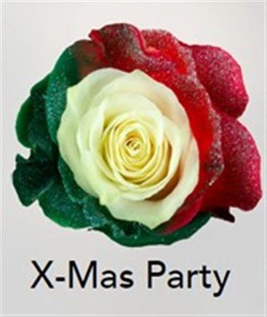 Ruža farbená Xmas Party, Ekvádor 50 cm