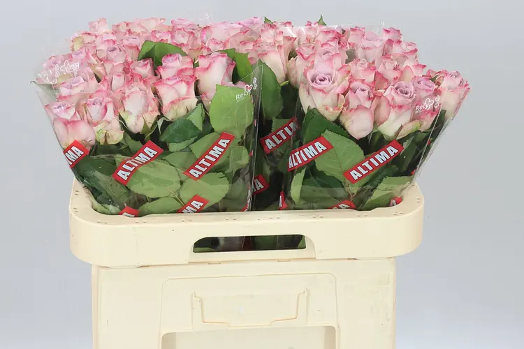 Rosa Gr Memory Lane! 60 cm