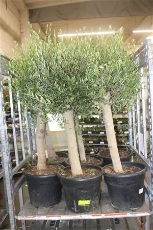 Stredomorské rastliny (Mediterranean)