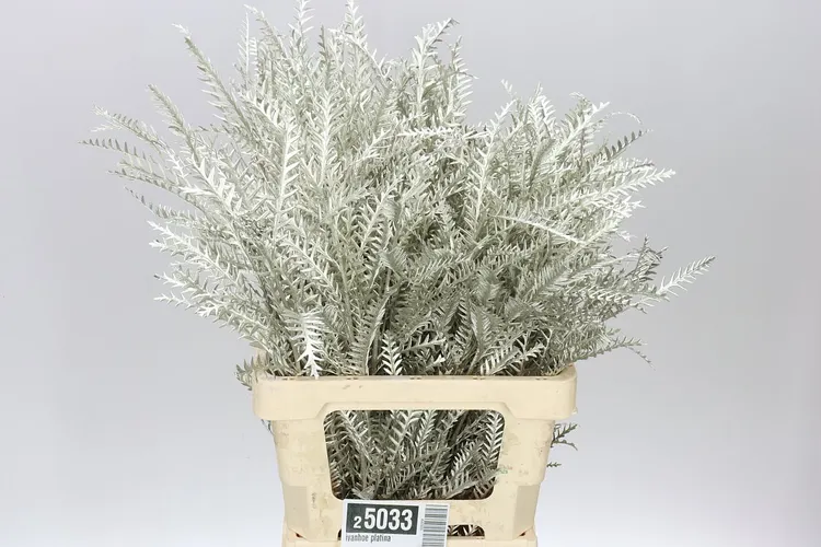 Ivanhoe Platina 60 cm
