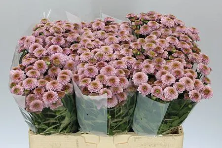 Sant Doria Pink 55 cm