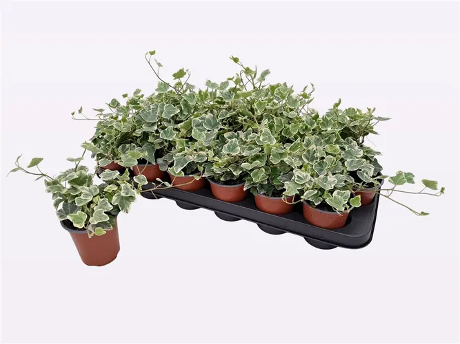 Hedera He White Wonder črepník 9 cm