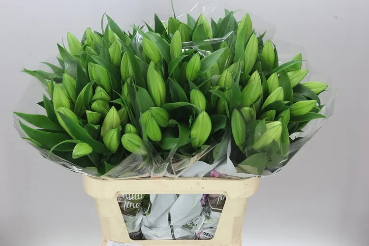 Ľalia orientálna Trocadero 80 cm