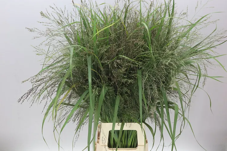 Panicum Dallas Blues 100 cm