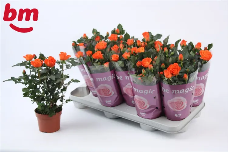 Rosa Jewel Oranje črepník 10,5 cm