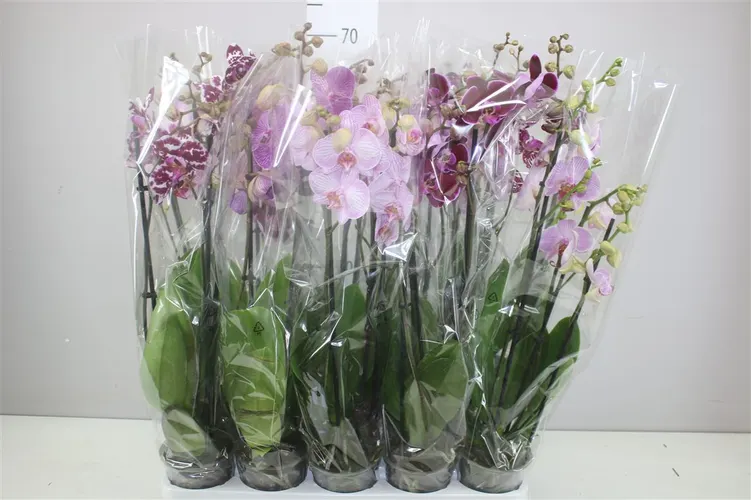 Orchidea Phalaenopsis mix, 3 výhony črepník 12 cm