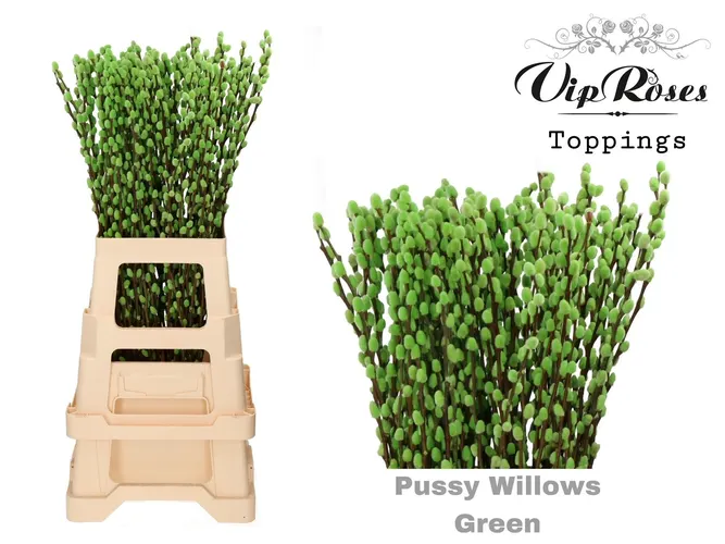Salix Pussy Willow Green 70 cm