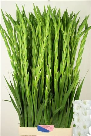 Gladiola Nova Zembla 120 cm