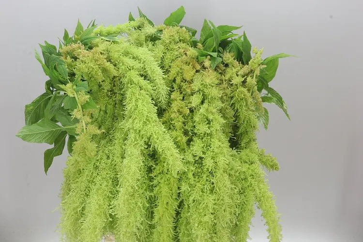 Amaranthus Trailing Green Spider 80 cm
