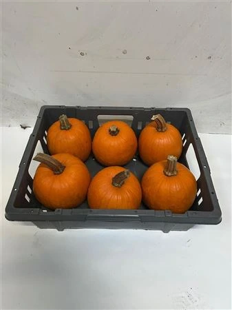 Okrasná tekvica Maxima Halloween