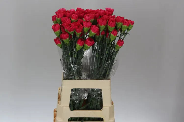 Karafiát Cerise, Kolumbia 70 cm