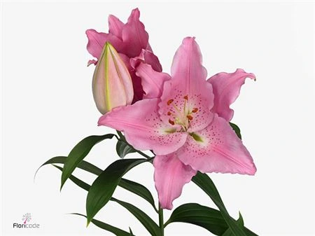 Ľalia orientálna Catemaco 95 cm