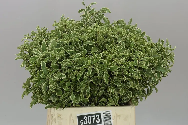 Pittosporum Fine Bont 50 cm