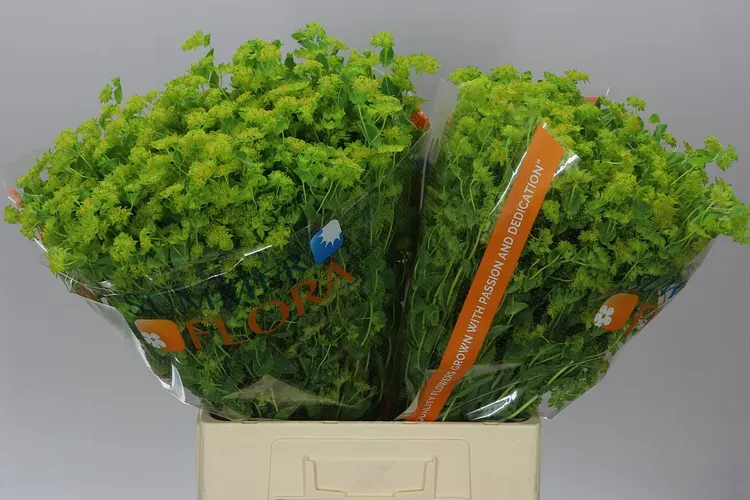 Bupleurum 70 cm
