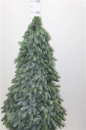 X-mass Tree Handmade 100cm 100 cm