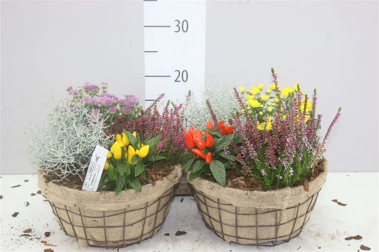 Arr Tuinplanten In Gaasmand Met Jute črepník 25 cm