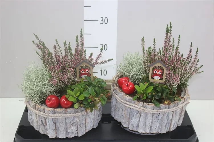 Aranžmány (Arrangements)