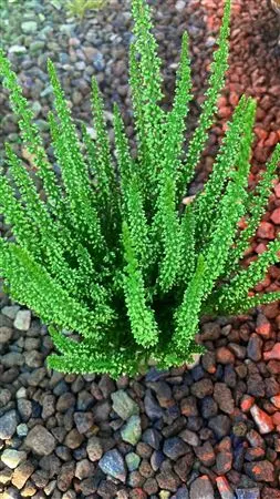 Calluna Geverfd Groen črepník 9,5 cm