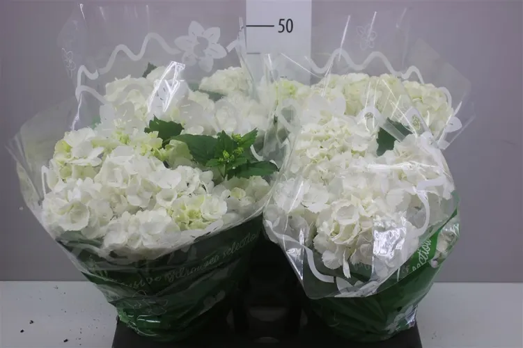 Hortenzia črepníková Schneeball 8+ črepník 14 cm