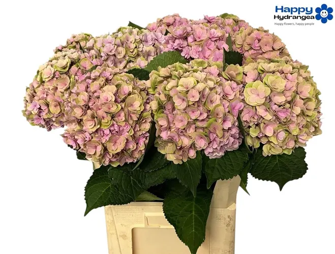 Hyd Kiss Classic 65 cm