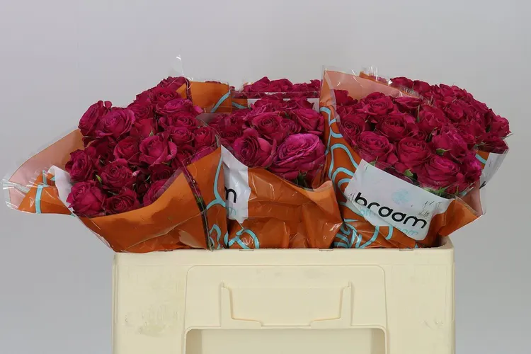 Rosa Tr Cheyenne 50 cm