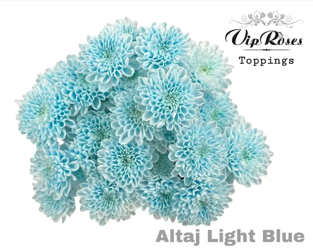 Chr T Altaj Light Blue 70 cm
