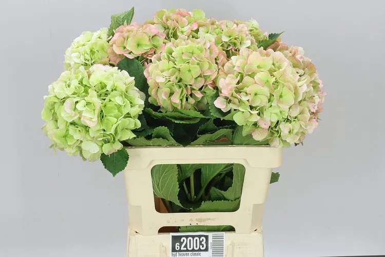 Hortenzia Heaven Classic 60 cm
