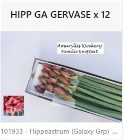 Amarylis Gervase 80 cm