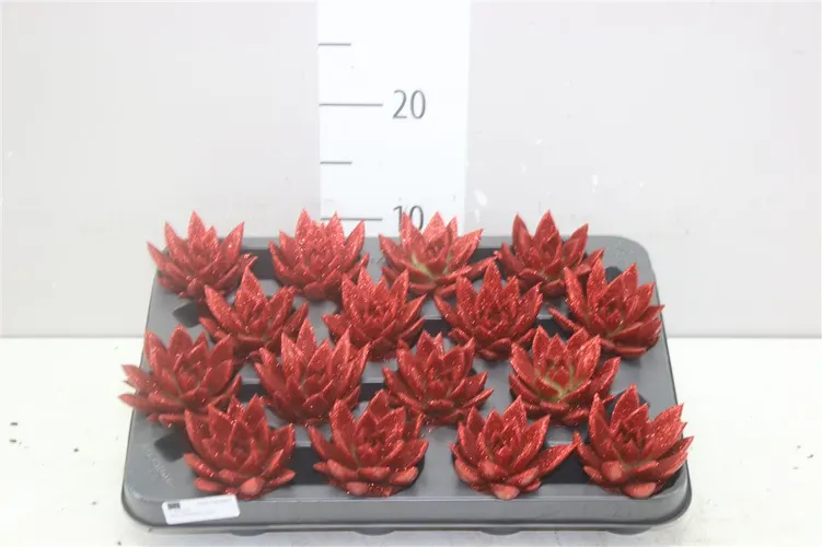 Echeveria Red + Glitter črepník 6 cm