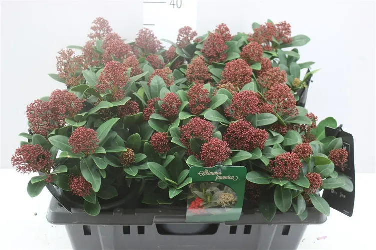 Skimmia Sensation 7+ črepník 15 cm