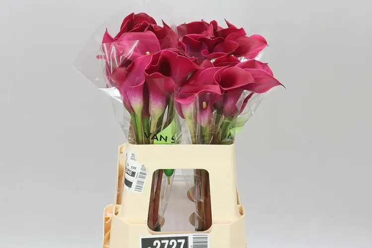 Zant Red Salsa 55 cm