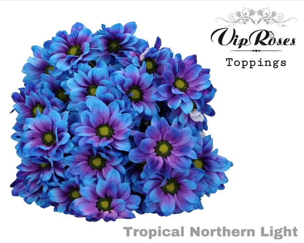 Chr T Tropical Northern Light 65 cm