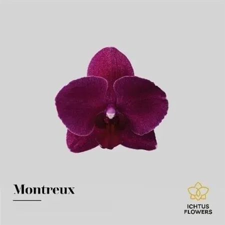 Orchidea Phalaenopsis Montreux