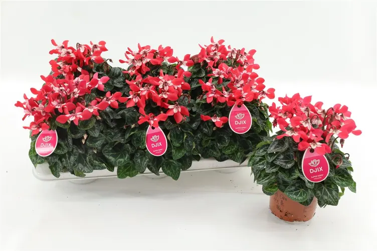 Cyclamen Djx Rood črepník 13 cm