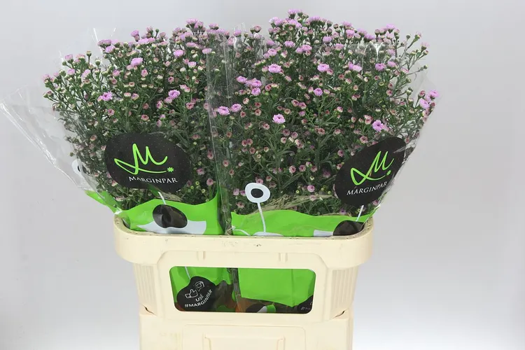 Aster Double Da Pink 80 cm