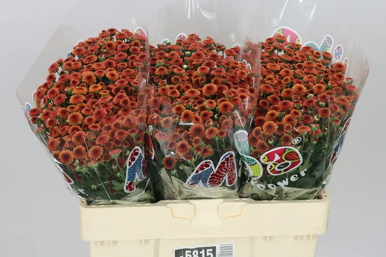 Chryzantéma santini Mad Orange Tyolo 55 cm