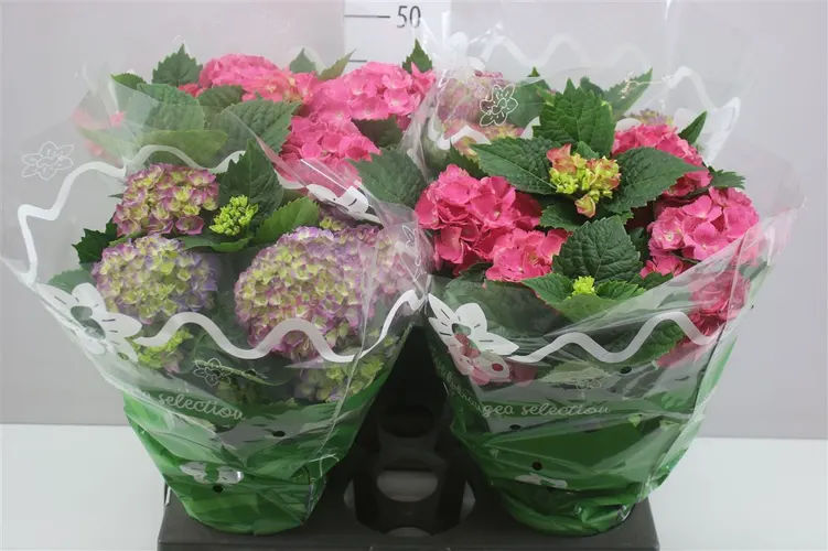 Hydrangea Gemengd 7-8 črepník 14 cm