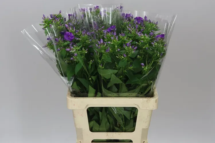 Phlox P Crissy Blue 60 cm