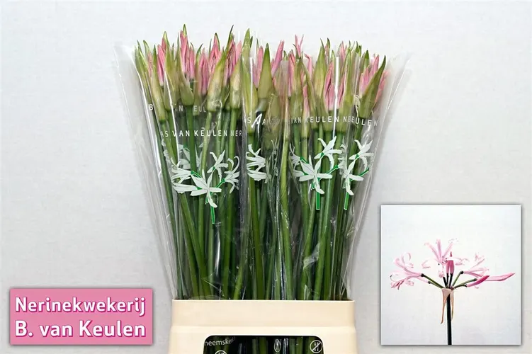 Nerine Bo Vesta K 70 cm