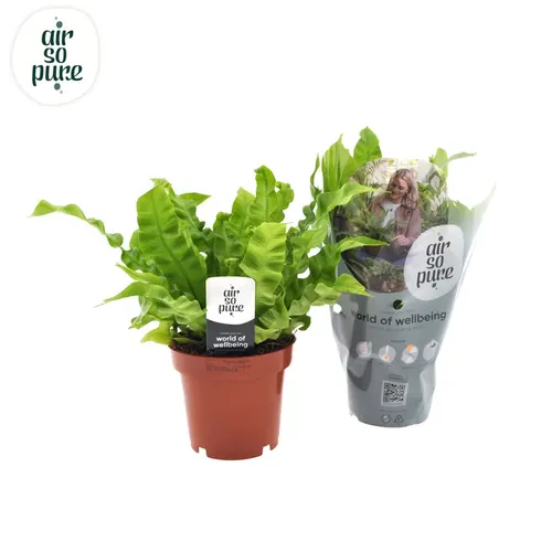 Asplenium Crispy Wave črepník 12 cm